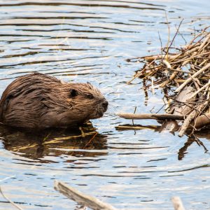 beaver