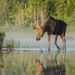 moose safari series | img 2